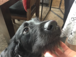 Puper games