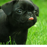 The pugss