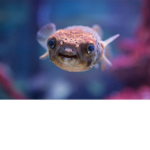 RichPufferfish’s Nation