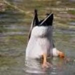 Duck World Theme Park