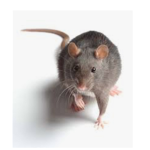 The Renegade Rats