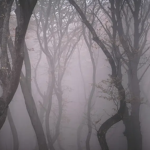 The Forest of Wonders ( TFoW)