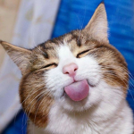 Silly cat