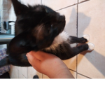 kitty_meow_hi