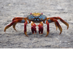 The cult of Krab crab
