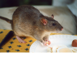 Rats United Security Fun House