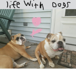 Life with the dogs