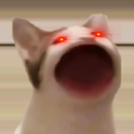 *Popcat* studios