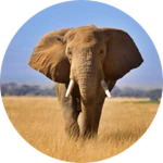 Elephant 2