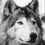The_Wolf_Playz_Games