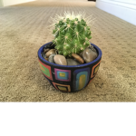 The cacti fan club