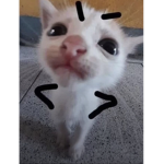kattzzen gruppe