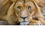 Lion No Derp
