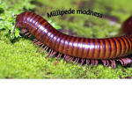 Millipede madness