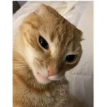 KittyCatMeowteam