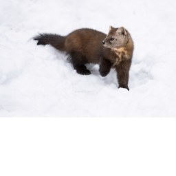 The lonely ferret city