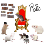 A group for rats.