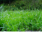 die coolen grass dinger