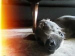 Baby pupy