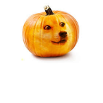 Random Doge Studio