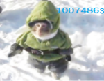 funnyymonkeyy