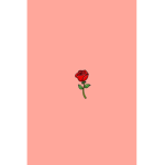 mrs.rose loves roses