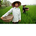 Sith Rice Farmers