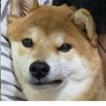Taco_Empire