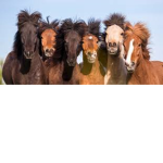 _Horse Camp__
