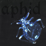 aphid