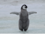 PINGUINS:)