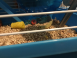 My hamster made this