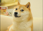 The doges the best