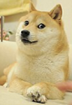 Doges UNIIIIITE