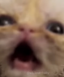 Animal112