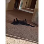 Cats are the best so are dogs