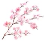 CHERRY BLOSSOM CULT!!!