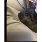 Coco is my sorrow