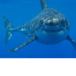 Little_Sharks