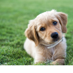 Puppys and pups