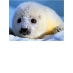 Sealann