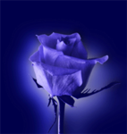 Order of the Blue Rose