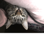 Yommy toes