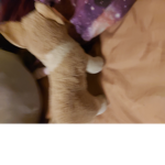 Topi The Corgi group