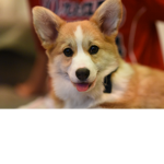 CORGI AE$THETIC