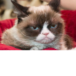 Grumpy Cat Memorial