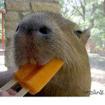Capy Paradise