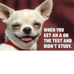 Dogs are the boss!