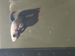 It's a cool fish
