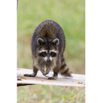 Rabbies Raccoon Games
